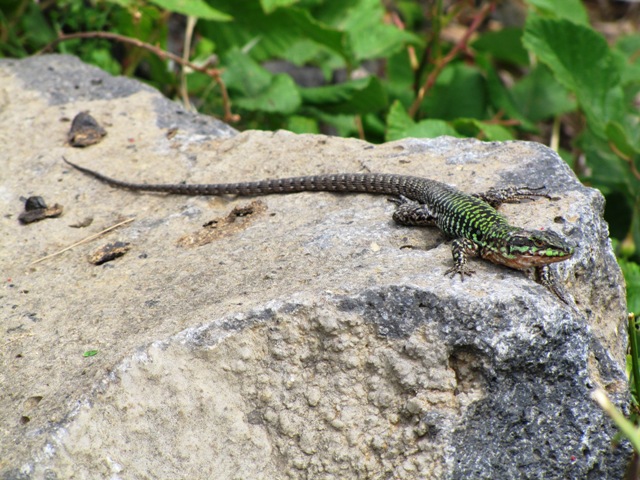 Podarcis sicula - Podarcis siculus